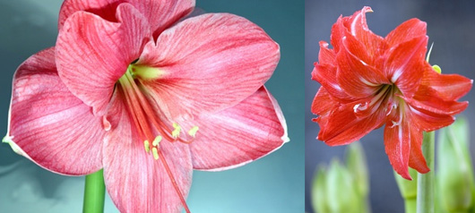 amaryllis.jpg