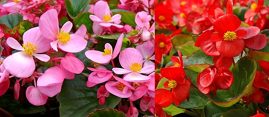 begonia.jpg