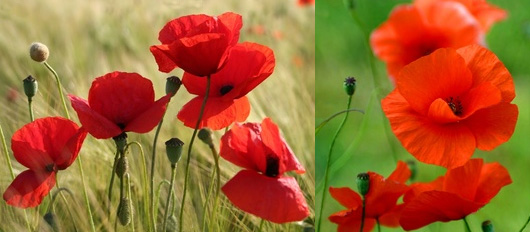 coquelicot.jpg