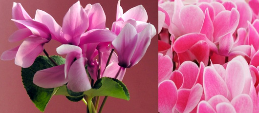 cyclamen.jpg