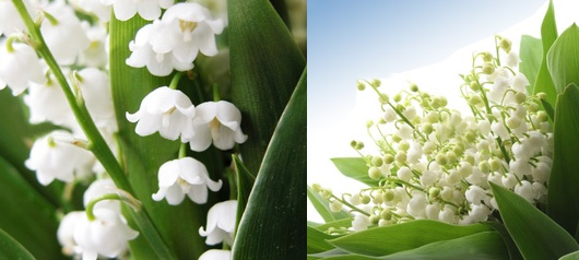 muguet1.jpg