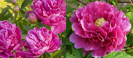 pivoine.jpg