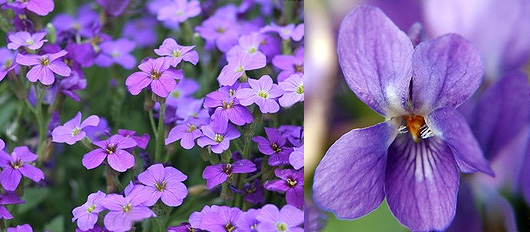 violette.jpg