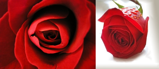 rose-rouge.jpg