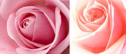 signification-rose-couleur-rose.jpg