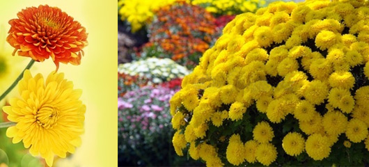 chrysantheme.jpg