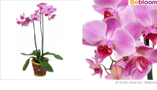 Offrir une orchidee