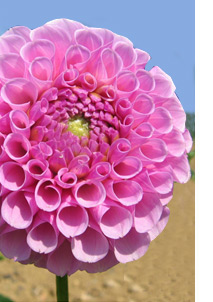 dahlia.jpg
