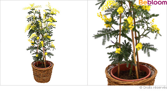 planter un mimosa en pot