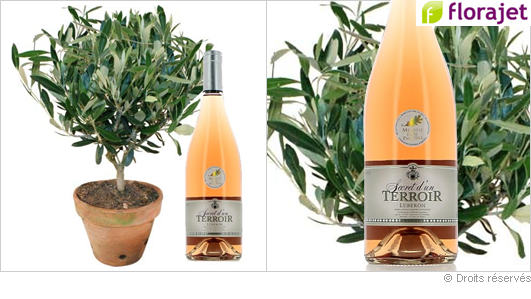 Offrir un olivier et une bouteille de rosé pour la fête des pères Offrir un olivier et une bouteille de rosé pour la fête des pères